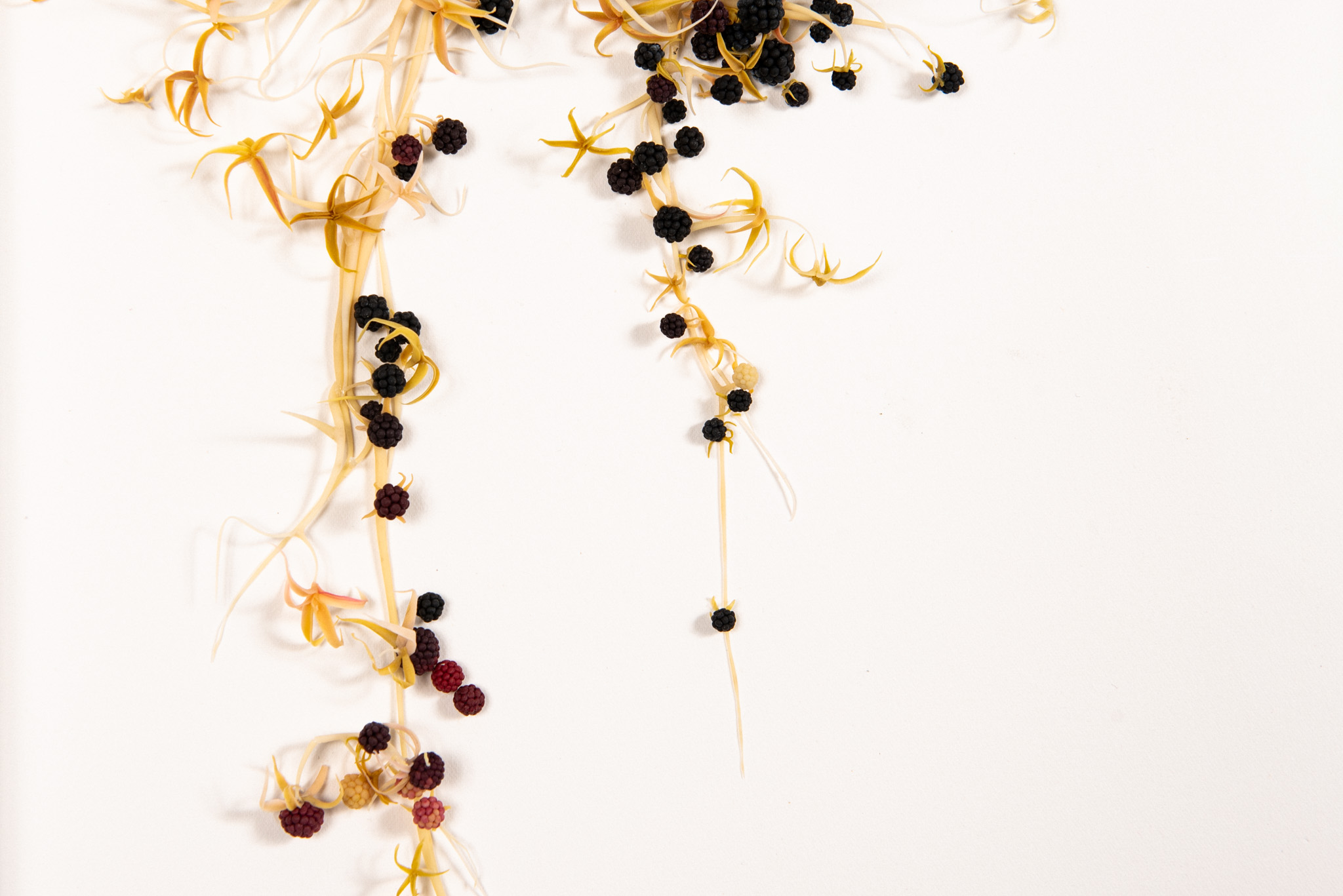 Mylinh Nguyen - Margaux_Olivre_galerie-41 - Galerie d’art à Brest
