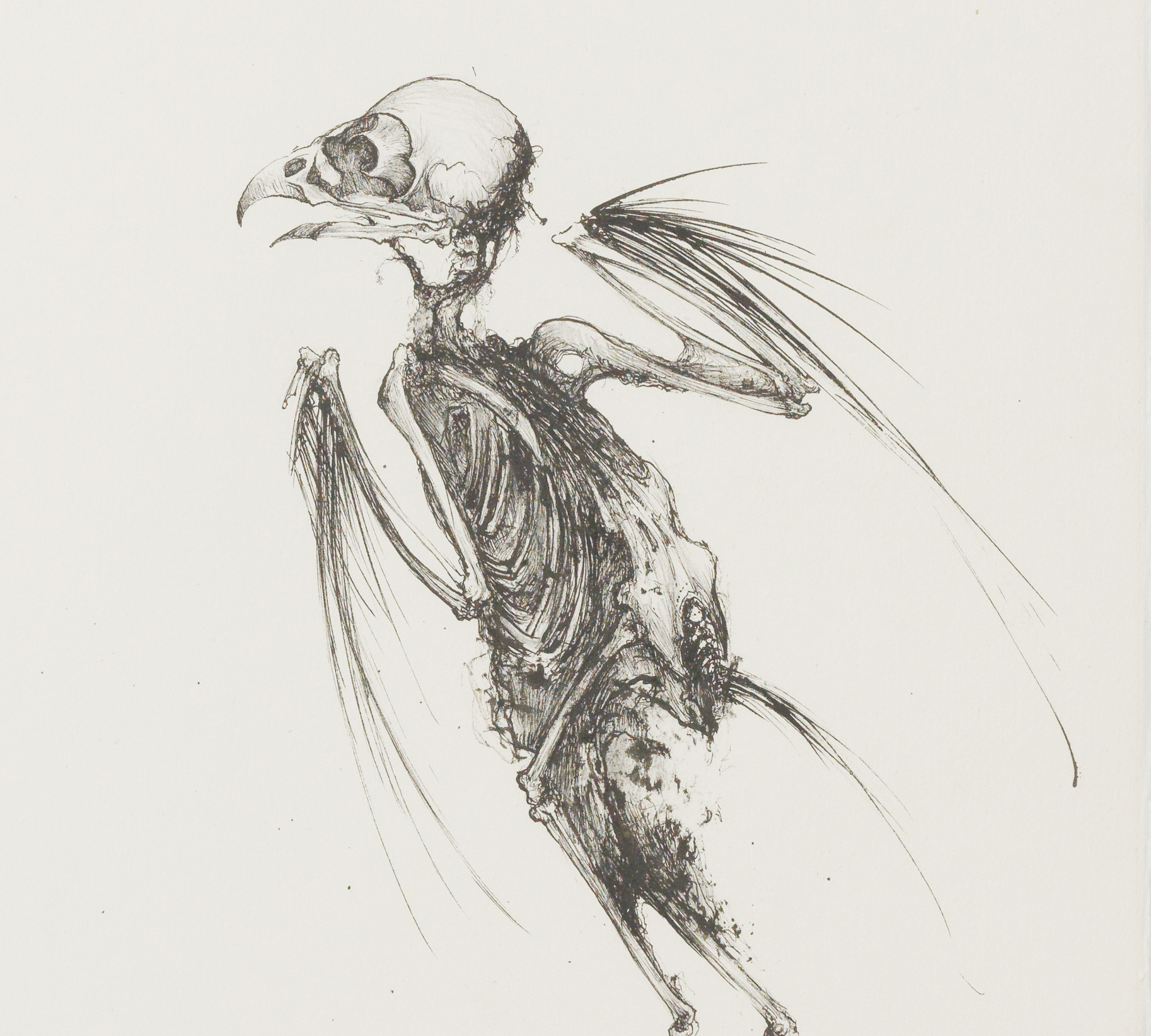 Sébastien Thomazo - Mes oiseaux morts VIII (chouettte), Sébastien Thomazo. - Galerie d’art à Brest