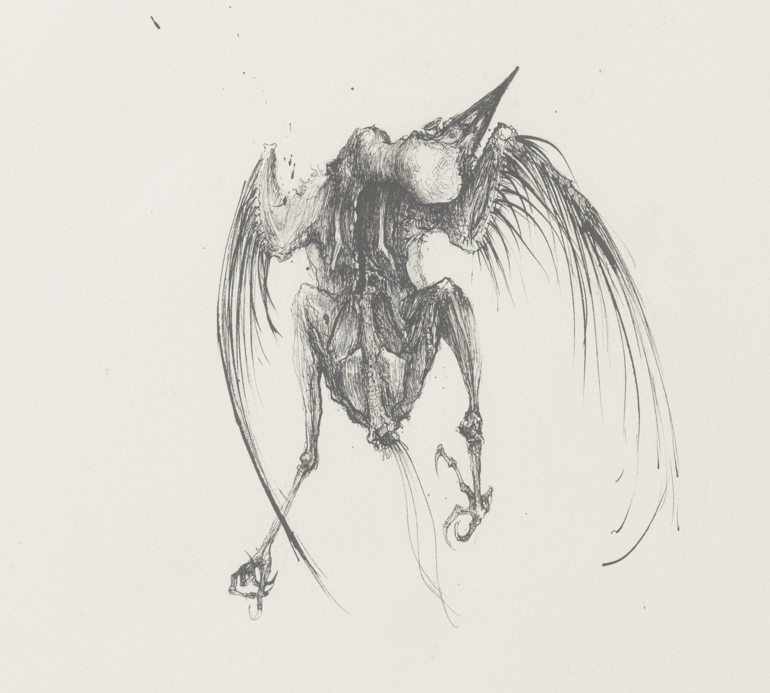 Sébastien Thomazo - Mes oiseaux morts (étourneau), Sébastien Thomazo. - Galerie d’art à Brest