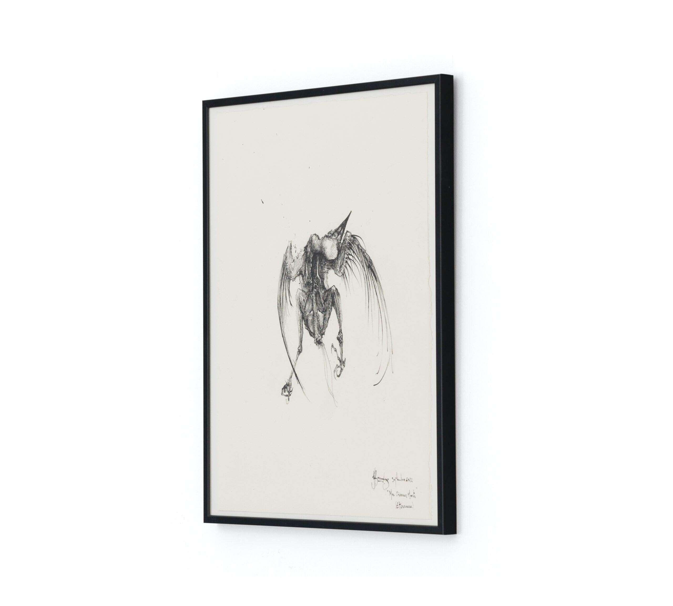 Sébastien Thomazo - Mes oiseaux morts (étourneau), Sébastien Thomazo - Galerie d’art à Brest