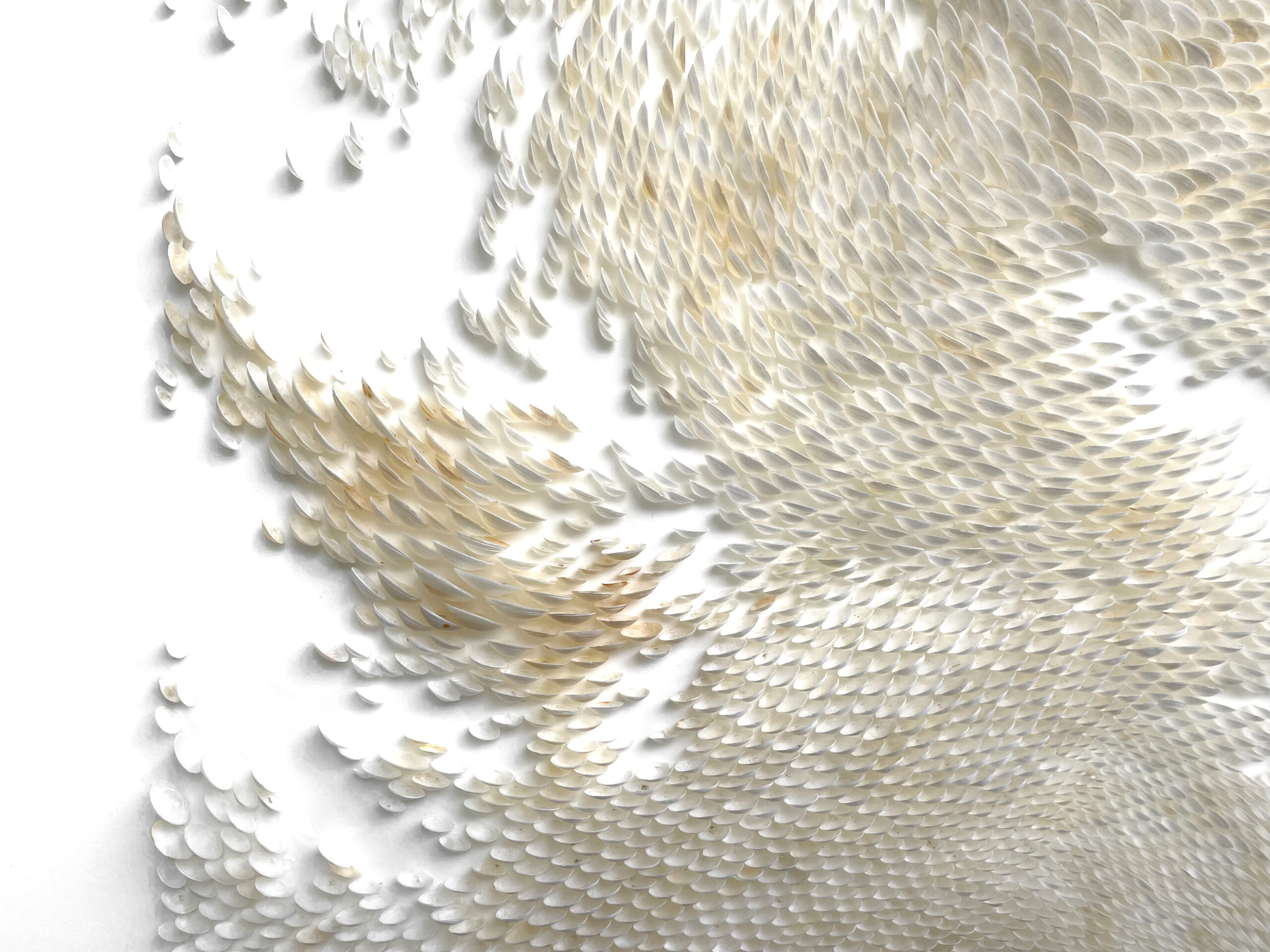 Mylinh Nguyen - coquillages (série 2), Mylinh Nguyen - Galerie d’art à Brest