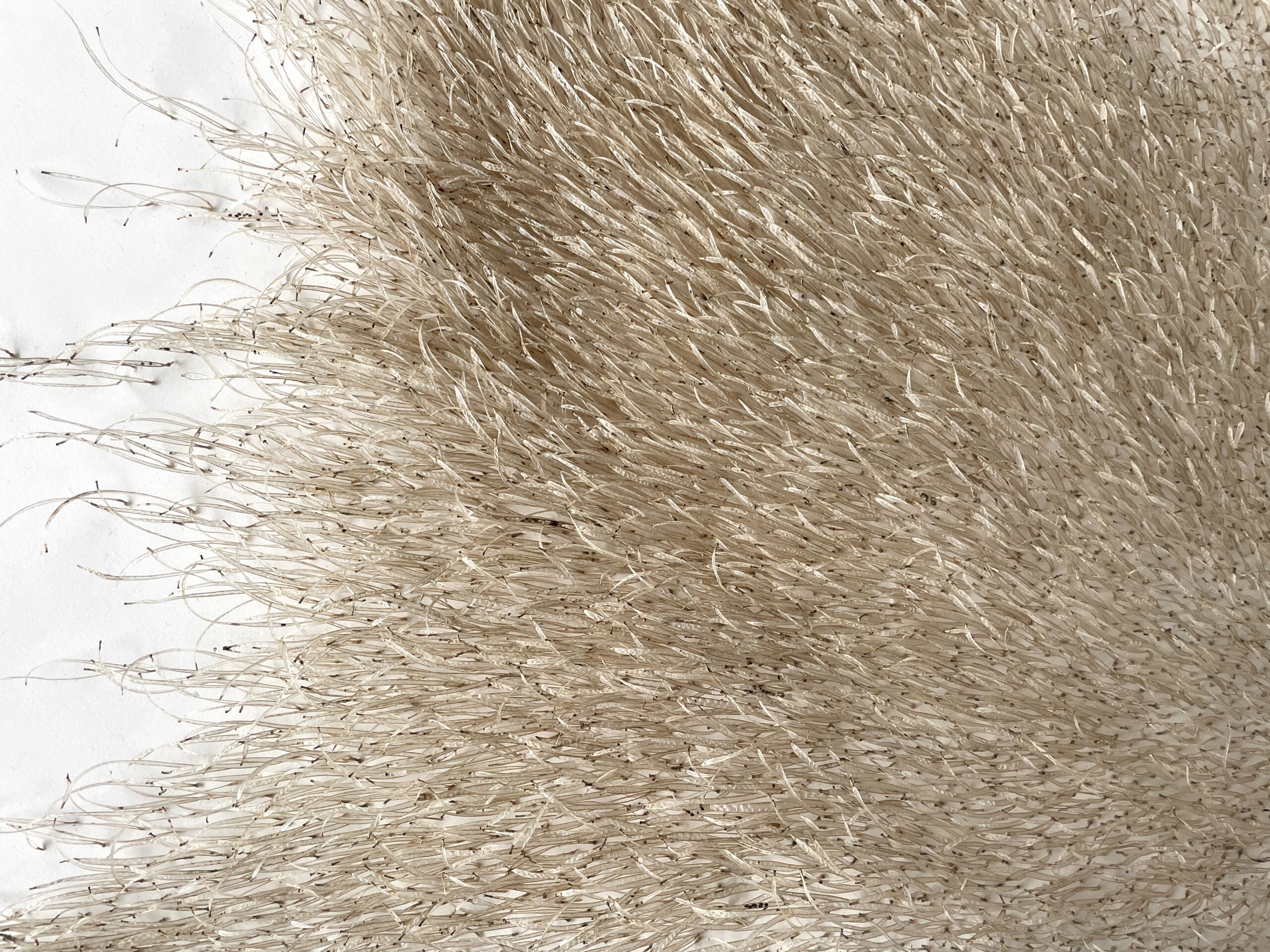 Mylinh Nguyen - graines longues (série 2) - Galerie d’art à Brest