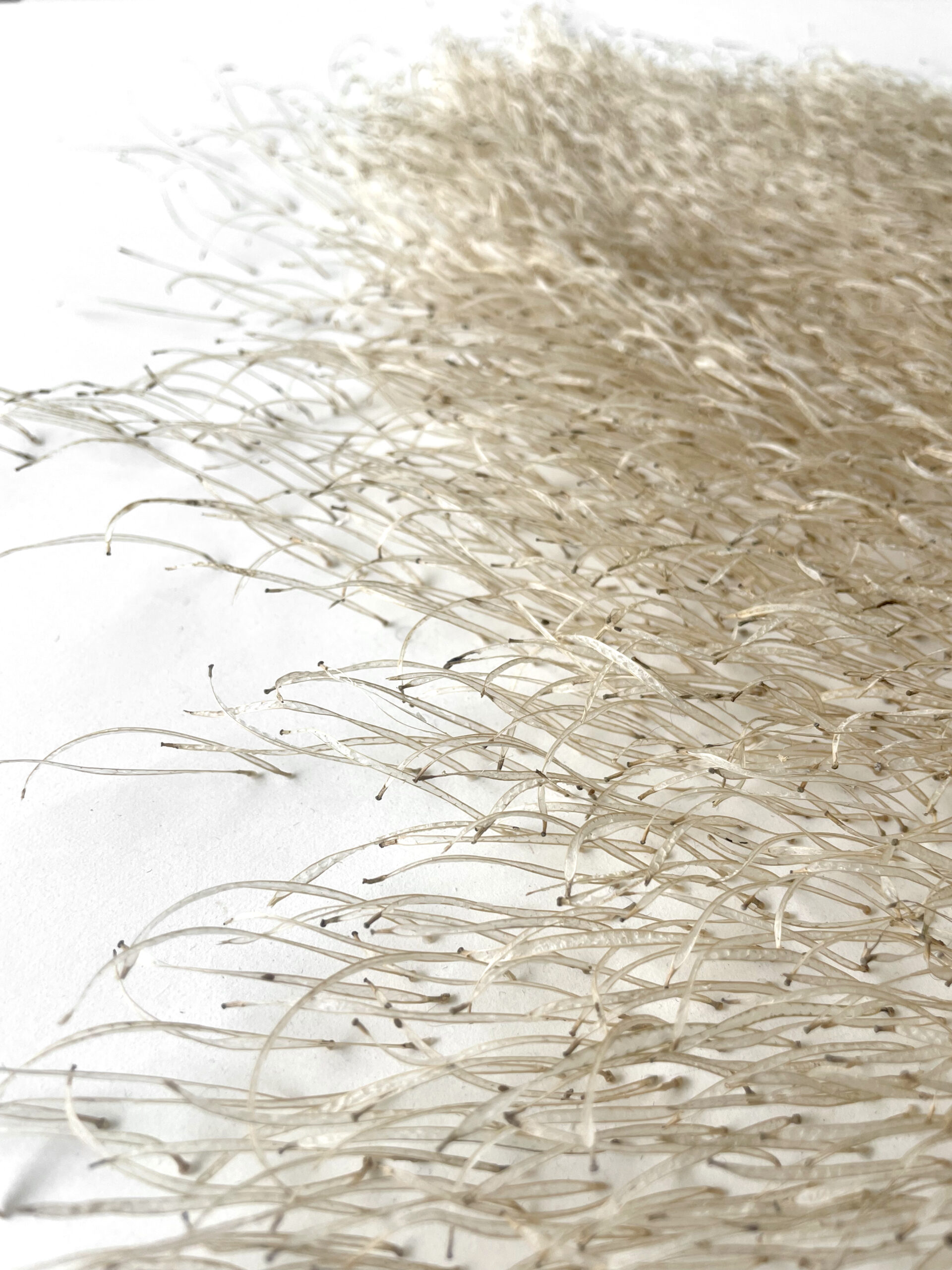 Mylinh Nguyen - graines longues (série 2) - Galerie d’art à Brest